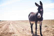 donkey standing in a sand 