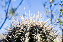spikes on a cactus 