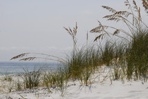 Grass growing on sandy beach 