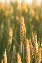 A closeup of wheat in a field ready for harvest in afternoon light