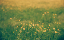 yellow wildflowers in a meadow 