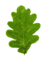 oak (Quercus robur) tree leaf over white background