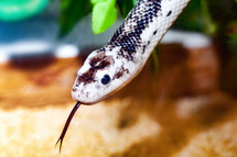 antherophis Obsoleta or Elaphe Obsoleta, commonly called Rat Snake