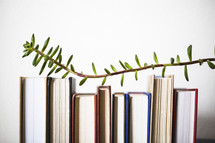 branch over a row of books 