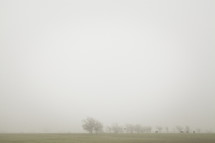 trees in a foggy field 