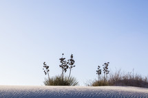 Yucca plants on a snow covered hill.