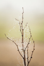 wet spider web on a limb 