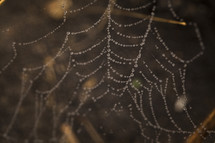 wet spider web