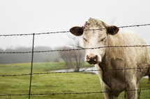 barbed wire and a cow 