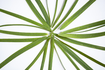 blades of green grass on white background 
