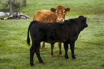 cow and calf in a pasture
