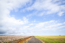 gravel road and cotton field 