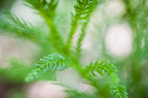 Green pine