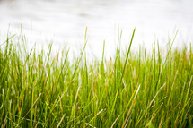 Grass near the water.