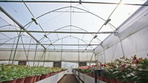 Wide tracking shot of a large flower greenhouse.