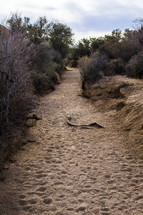 desert soil and landscape 