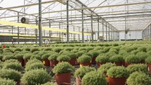 Large scale industrial greenhouse with thyme plants in pots