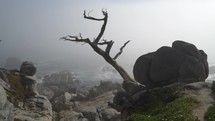Monterey Cypress Trees on Misty Coastline of Scenic 17-Mile Drive Pebble Beach at Carmel By The Sea and Big Sur - a Rugged Stretch of California Central Coast