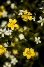 yellow and white wildflowers 