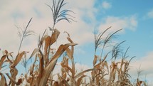 corn field and blue sky 