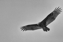 Turkey Vulture in flight.