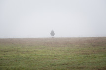 isolated tree in a foggy field 