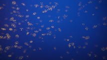 Moon jelly Jellyfish Aurelia aurita  Translucent, Moonlike Bell in a Deep Blue Water looks Very Beautiful Background