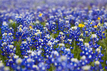 field of blue bonnets 