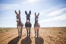 three mules 