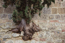 a tree rooted into a stone wall in Italy 