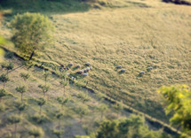 Flock of sheep in a Tuscan hill with tilt and shift effect.