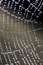 Water drops on spider web dew