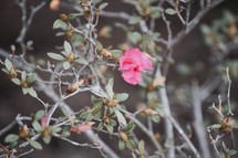 First blossom of spring on an azalea bush