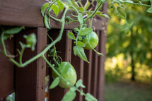 green tomatoes on the vine 