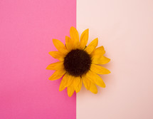 sunflower on a pink background 