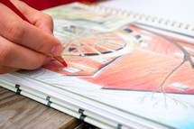 artist drawing in a sketchbook 