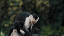 Close up Slow Motion Of A Young Capuchin Monkey On The Rock Looking Around In The Forest. 
