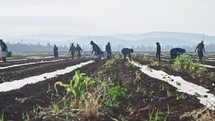 Workers planting watermelon seeds in a large field.