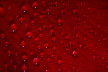 water droplets on a red flower petal 