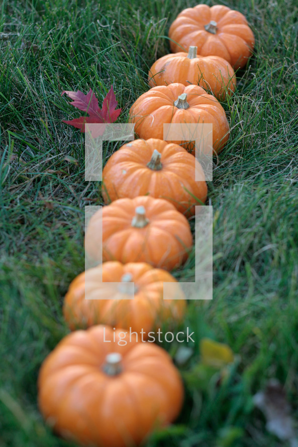 a row of orange pumpkins in the grass 