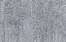 A forest of aspen trees covered with snow.