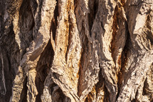 bark texture 