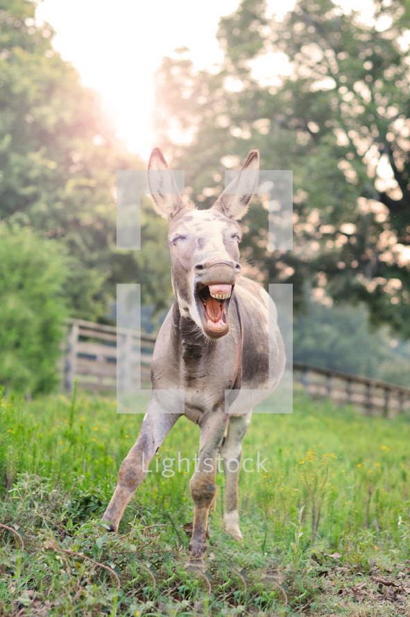 a donkey showing his teeth 