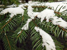 Snow laying on pine branches.