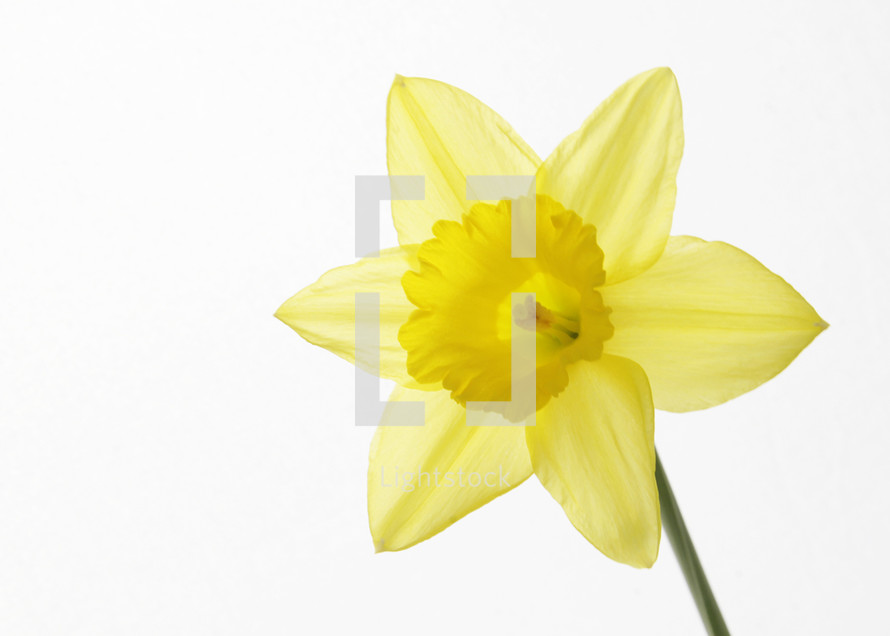 daffodil against a white background 
