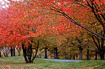 Autumn foliage in the park.