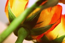 beneath an orange rose 
