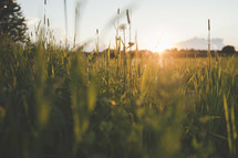 sun setting over a field of tall grasses 