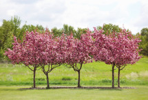a row of beautiful blossoming trees in spring