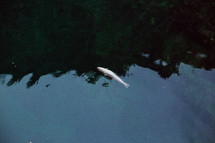 dead fish floating in water 
